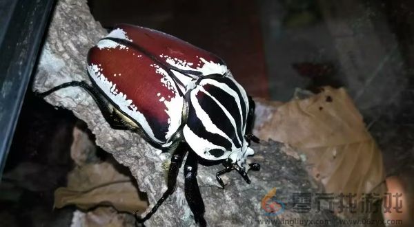 动物森林法则洛奇奇原型介绍(图2) 动物森林法则洛奇奇原型介绍(图2)